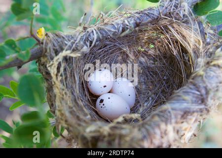 Goldene Oriole (Oriolus oriolus), Eier, Bulgarien, Nest Stockfoto