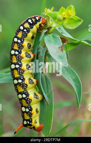 Spurge hawkmoth (Hyles euphorbiae), Raupe, Bulgarien (Celerio euphorbiae) Stockfoto