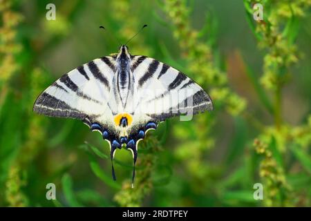 Seltener Schwalbenschwanz (Iphiclides podalirius), lösbar, Rumänien Stockfoto