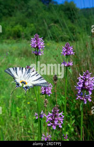 Scarce Swallowtail (Iphiclides podalirius), Rumänien Stockfoto