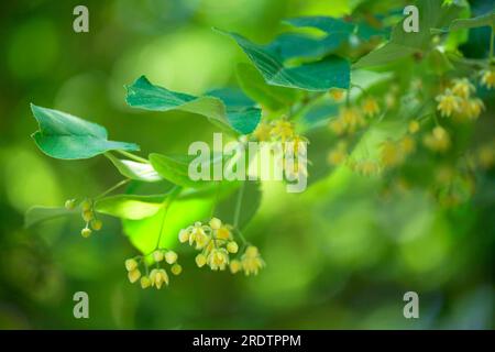 Silberkalk (Tilia tomentosa), Bulgarien Stockfoto