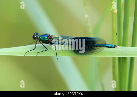 Banded demoiselle ruht auf einem Grashalm, County Durham, England, Großbritannien. Stockfoto