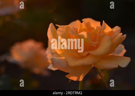 Cremige rosa Rosenblumen in der untergehenden Sonne. Wunderschöne Orangenblumen in der Sonne. Stockfoto