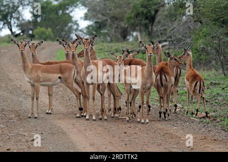 Impala, schwarze Antilope, Antilope, S. Stockfoto