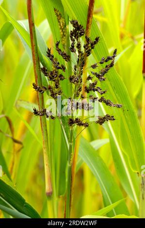 Sorghum bicolor (Sorghum vulgare), Sorghumhirse, Körnerhirse Stockfoto