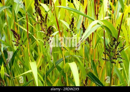 Sorghum bicolor (Sorghum vulgare), Sorghumhirse, Körnerhirse Stockfoto