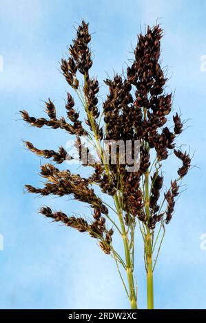 Sorghum bicolor (Sorghum vulgare), Sorghumhirse, Körnerhirse Stockfoto