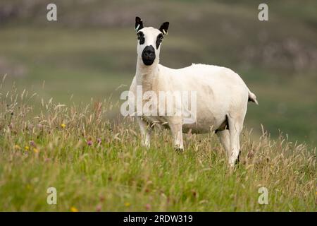 Nahaufnahme eines Kerry-Hill-Mutterschafs oder eines weiblichen Schafes mit geschorenem Vlies, stand auf der Machair, bedeckt mit Wildblumen. Isle of Canna, Small Isles, Scotland, f Stockfoto