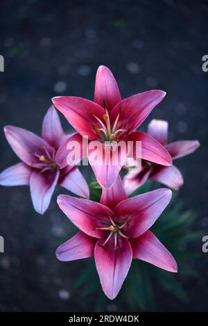 Rote weiße und orangefarbene Lilienblüten im Garten. Lilien sind große Blumen. Schöne Blumen aus der Nähe. Stockfoto