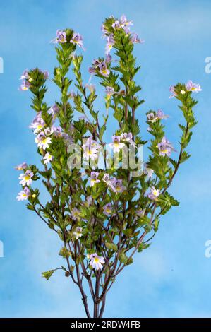 Augenschein (Euphrasia rostkoviana) Stockfoto