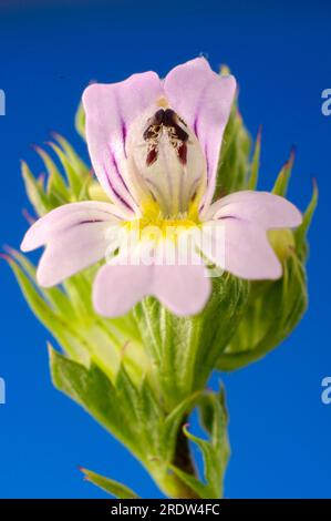 Augenschein (Euphrasia rostkoviana) Stockfoto