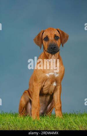 Rhodesian Ridgeback, Welpe, 3 Monate Stockfoto