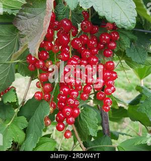 Ein Haufen voll reifer roter Johannisbeeren, Ribes rubrum, im Busch Stockfoto