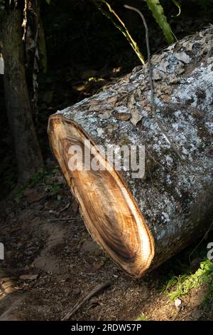 Die Sonne scheint auf den abgeschnittenen Baumstamm mit nahezu perfekten Kreismustern, die die Symmetrie der Natur darstellen Stockfoto