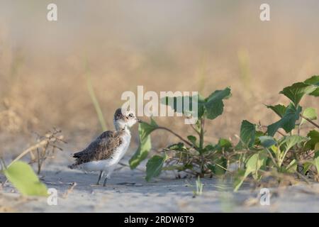 Wader oder Küstenvögel, kentish-Taucher-Tussi am Strand. Stockfoto