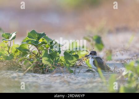 Wader oder Küstenvögel, kentish-Taucher-Tussi am Strand. Stockfoto