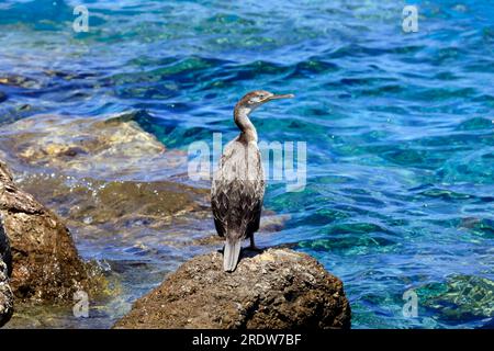 Junger Jugendlicher großer Kormoran - Phalacrocorax carbo - auf einem Felsen vor farbenfroher Meereslandschaft. Stockfoto