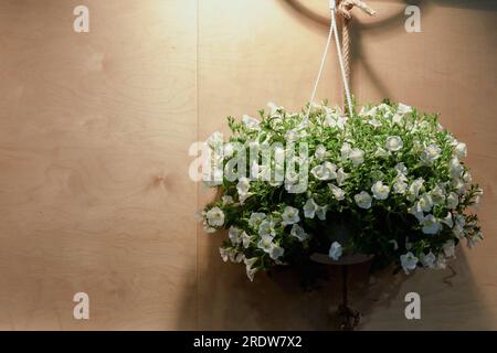 Ein üppiges Bouquet blühender weißer Petunien hängt an der Wand. Stockfoto
