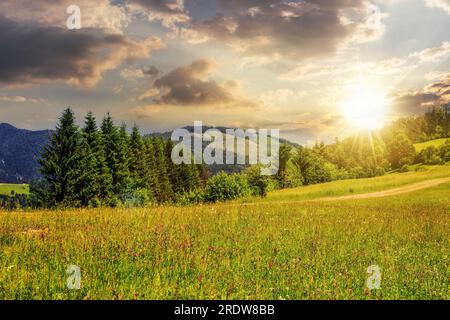 Große Wiese mit Pinien auf dem Hügel vor einem Berg bei Sonnenuntergang. Wunderschöne Landschaften bei Abendlicht Stockfoto