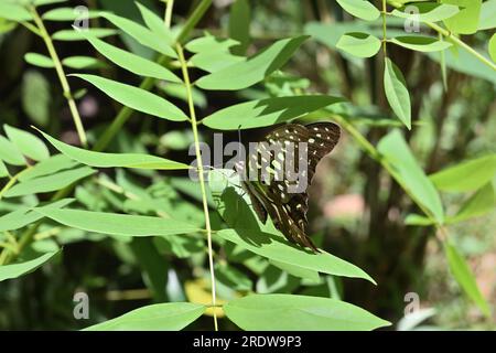 Ein geschwungener grüner Jay-Schmetterling (Graphium Agamemnon) öffnet seine Flügel, während er auf einem Gliricidia-Flugblatt sitzt Stockfoto