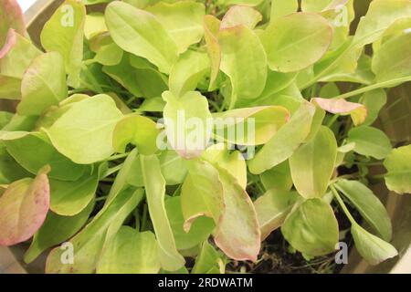 Nahaufnahme der Blätter des französischen Sorrel - Blonde de Lyon Stockfoto