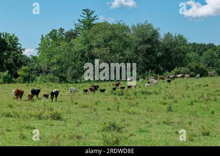 Eine Vielzahl von Kühen und Kälbern, die das Grasfeld an einem sonnigen Tag im Sommer zur Fütterung im Schatten der Bäume auf dem Ackerland verlassen Stockfoto