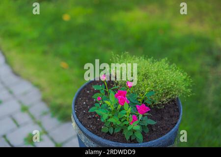 Nahaufnahme einer Kombination aus Rosenbusch und dekorativem Gras im Gartenbett im Freien. Stockfoto