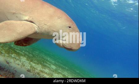 Dugong (Dugong Dugon) oder Seacow im Roten Meer. Dugong. Baby Dugong aus der Bucht von Marsa Mubarak. Stockfoto