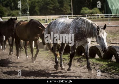 Schöne Pferde auf einer Hengstfarm Stockfoto