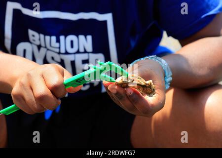 Measuring Oyster Growth in A Billion Oyster Project Research Station on the East River in New York City, 15. Juli 2023. Stockfoto