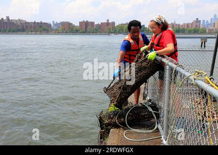 Mitarbeiter des Billion Oyster Project ziehen einen Austernkäfig aus dem East River in einer Austernforschungsstation in New York City, 15. Juli 2023. Stockfoto