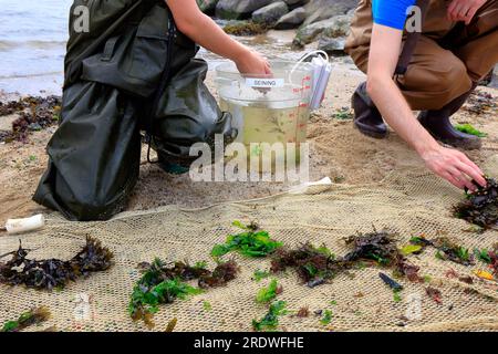 Brooklyn Bridge Park Conservancy-Mitarbeiter, die den East River, New York City, bei einer öffentlichen Wadenwadenveranstaltung, City of Water Day, 15. Juli 2023, besiegen. Stockfoto