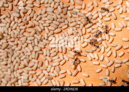 Gemeine Ameisenpuppe (Lasius niger) mit Arbeitern. Ameiseneier. Stockfoto