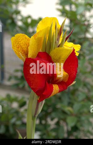 Blüten einer Canna indica Stockfoto