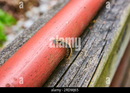 Östliches Zelt Caterpillar Makroansicht mit Kopf und Körper beim Aufstieg auf den roten Stab Stockfoto