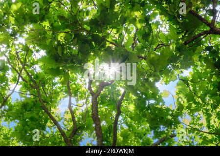 Ein Blick nach oben auf die Sonne scheint durch die Wälder. Verstreutes Sonnenlicht, das durch grüne Ulmenblätter filtert. Sonniger Sommer-Naturschauplatz mit s Stockfoto