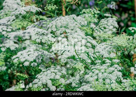 Wunderschöne Blumen im Garten Stockfoto