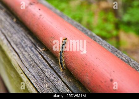 Nahaufnahme Östliches Zelt Caterpillar klettert auf einen roten Stab auf Holzbalken mit grünem Hintergrund Stockfoto