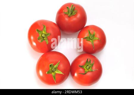 Rote Tomaten auf weißem Hintergrund Stockfoto