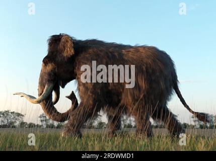 Eine 3D-Darstellung einer Woolly Mammoth, die im Sonnenuntergang über ein Feld geht. Stockfoto