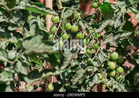 Schöner natürlicher Hintergrund im Sommergarten Stockfoto