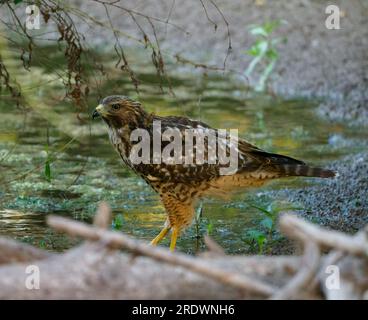 Red Hawk geschultert Stockfoto