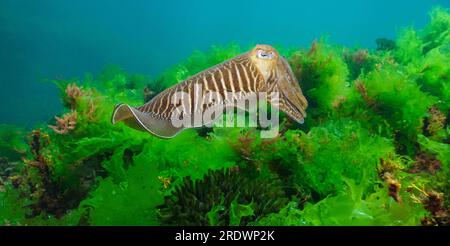 Ein Tintenfisch unter Wasser (Sepia officinalis, europäischer Tintenfisch) mit Algen, Atlantik, Naturszene, Spanien, Galicien Stockfoto