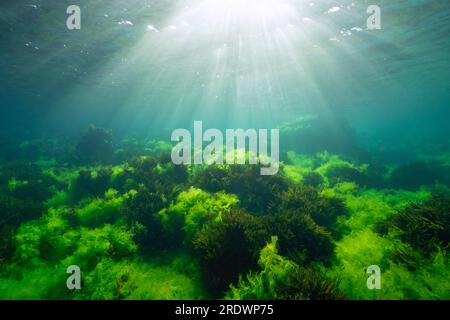 Grüne Algen mit Sonnenlicht, Unterwasserlandschaft im Atlantik, Naturszene (Ulva lactuca und Codium tomentosum Seetang), Spanien, Galicien Stockfoto