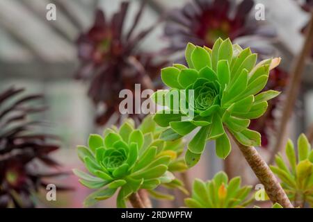 Schöner natürlicher Hintergrund im Sommergarten Stockfoto