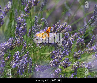 Komma-Schmetterling auf Lavendel Stockfoto