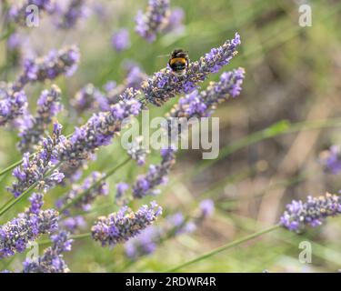 Biene auf Lavendel Stockfoto