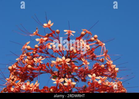 Die Pagodenblume, auch bekannt als Tower Flower, wird von einem leuchtenden, blauen Himmel auf Hawaii Big Island eingerahmt. Stockfoto