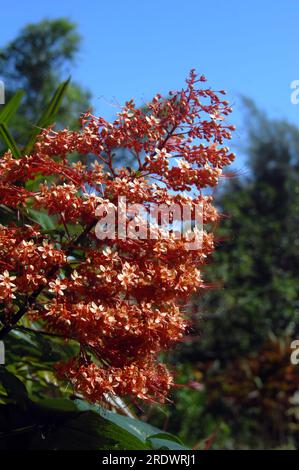 Die Pagodenblume, auch bekannt als Turmblume, ist von tropischem Laub und einem blauen Himmel auf Big Island von Hawaii umgeben. Stockfoto