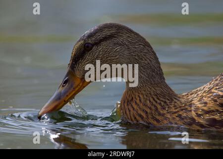 Wunderschöne Nahaufnahme einer weiblichen Stockenten, die im trüben Wasser eines lokalen Teiches nach Nahrung sucht. Stockfoto